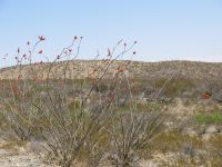 Ocotillo in bloom